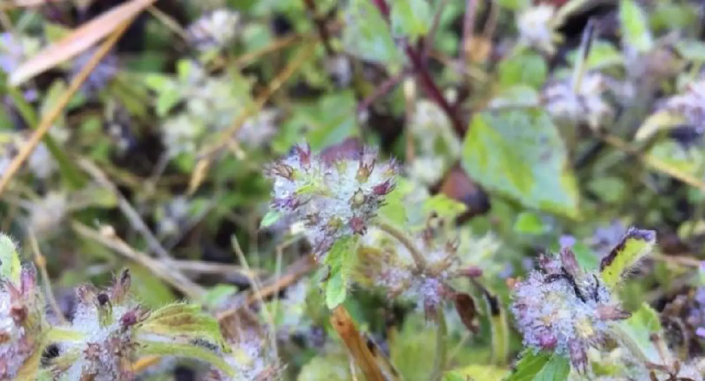 Frost takes another bite out of Doi Inthanon Frost takes another bite out of Doi Inthanon