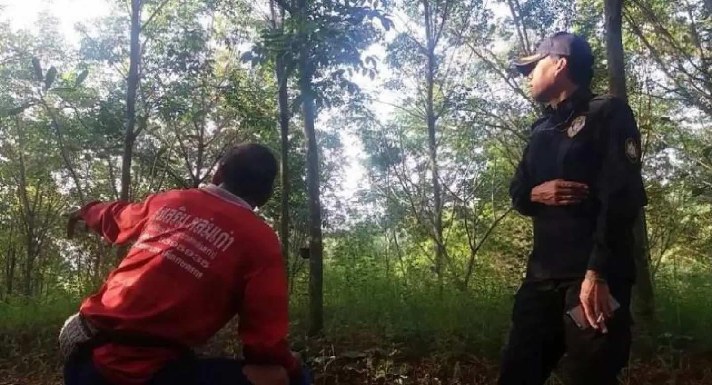 Rubber encroachments in forests targeted Rubber encroachments in forests targeted