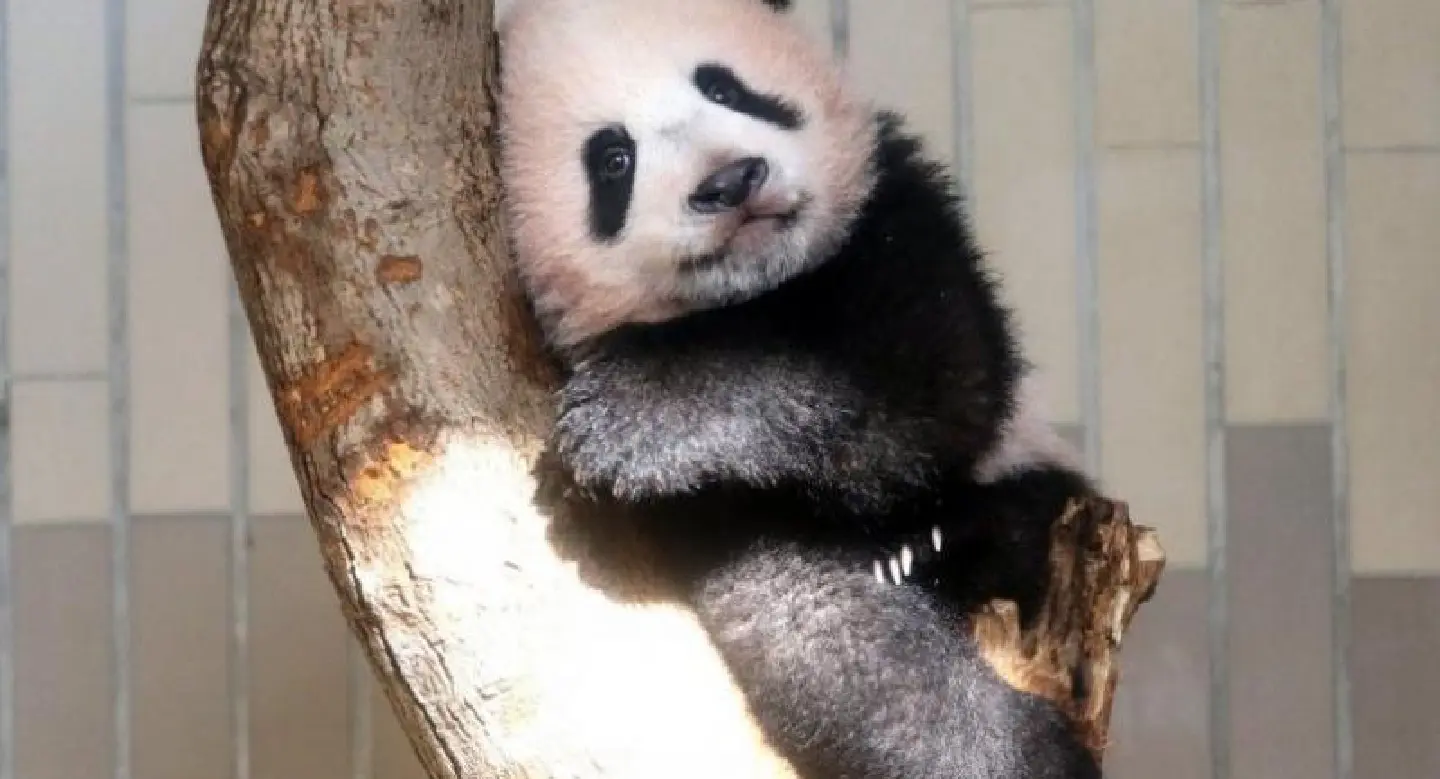 Baby panda makes press debut at Japan zoo Baby panda makes press debut at Japan zoo