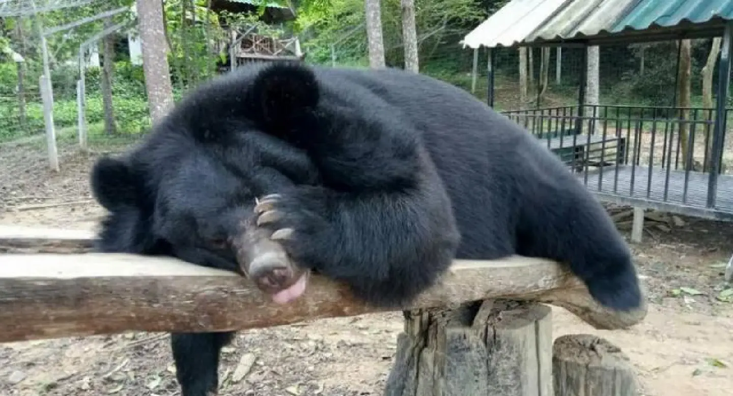 Facebook fans mourn friendly black bear Charlie Chuckkui Facebook fans mourn friendly black bear Charlie Chuckkui