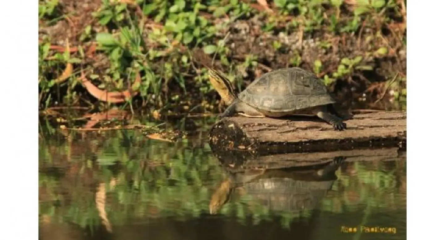 Lizard, turtle among more than 100 new species found in Mekong region