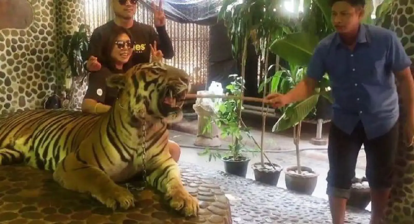 Pattaya zoo under fire after poked tiger video goes viral