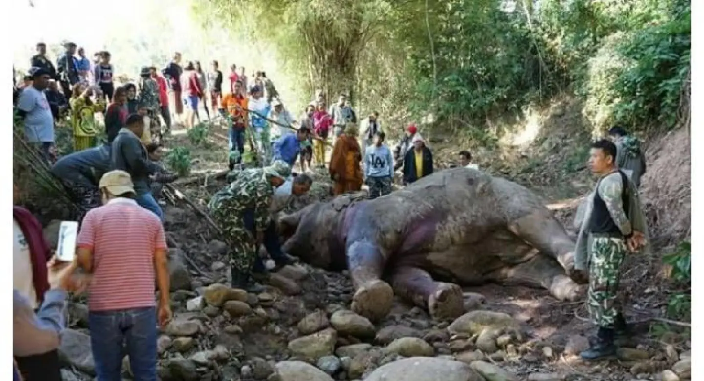 Bull elephant found gored to death in Loei Bull elephant found gored to death in Loei