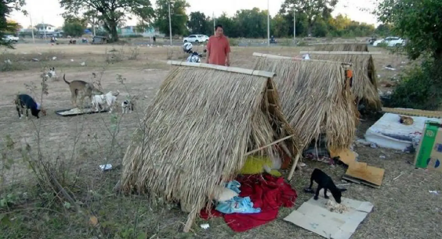 Call to help dogs left out in the cold in Buriram Call to help dogs left out in the cold in Buriram