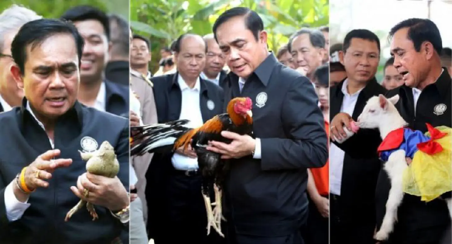 A message for the public – or just the chicken? ‘The NCPO won’t be hard on you,’ Prayut says A message for the public – or just the chicken? ‘The NCPO won’t be hard on you,’ Prayut says