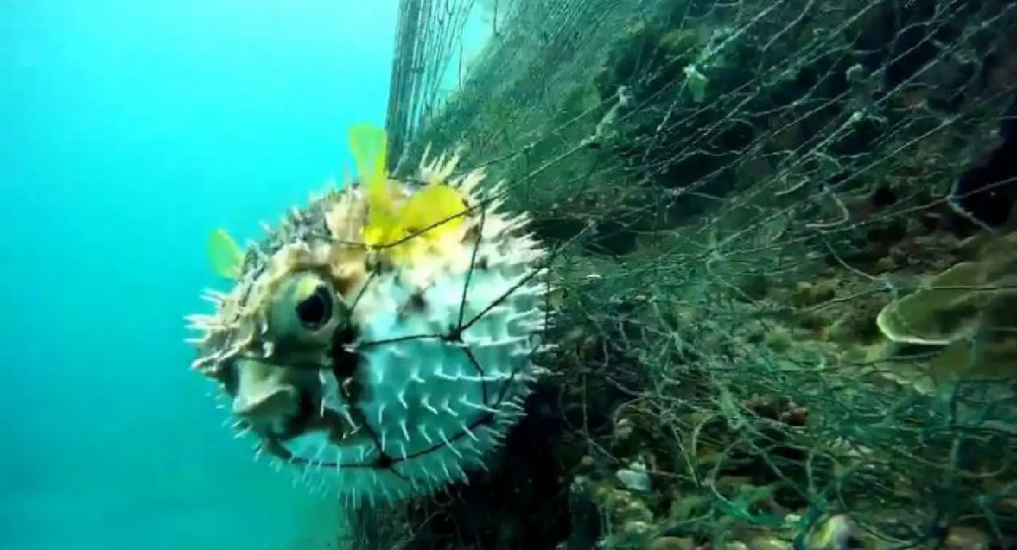 Discarded fishing nets continue to kill marine life in national park