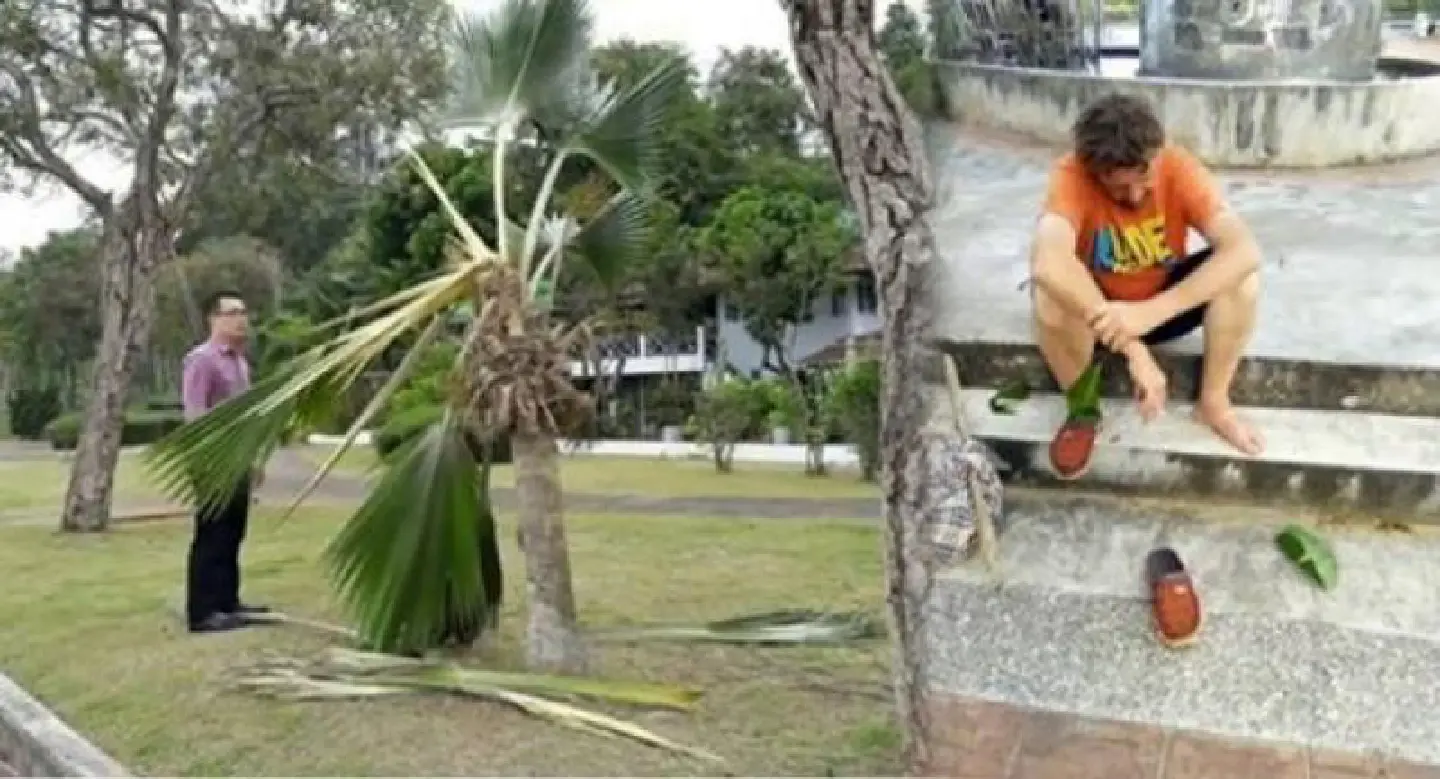 German arrested over tree damage in Krabi German arrested over tree damage in Krabi