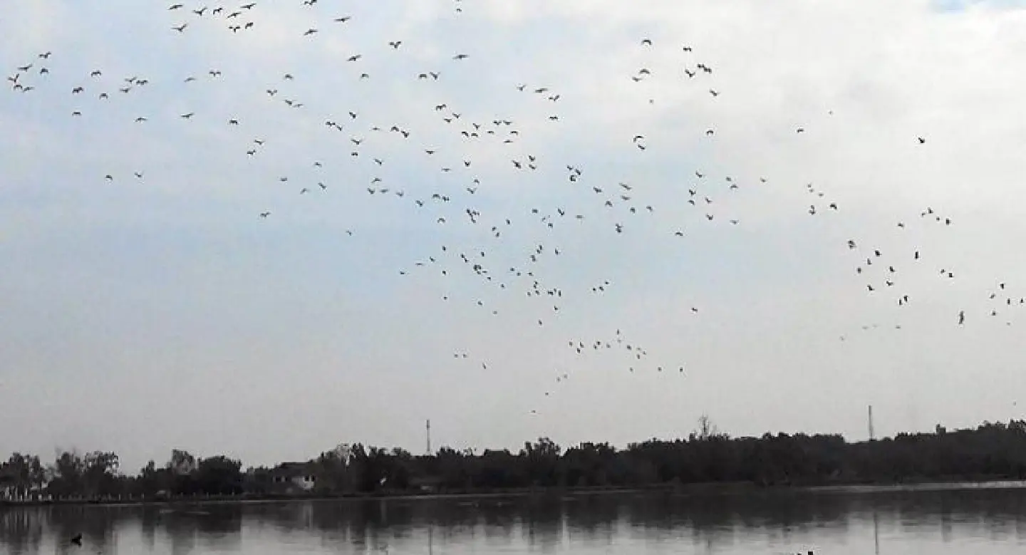 Migrating ducks an eco-tourism attraction in Phayao Migrating ducks an eco-tourism attraction in Phayao