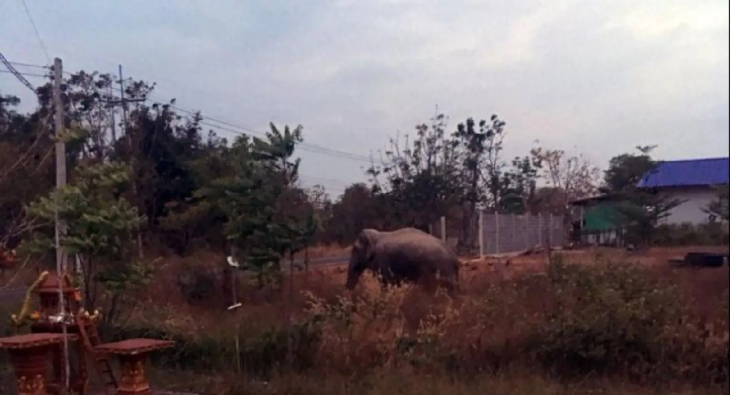 Elephant kills village defense volunteer in Sa Kaew Elephant kills village defense volunteer in Sa Kaew
