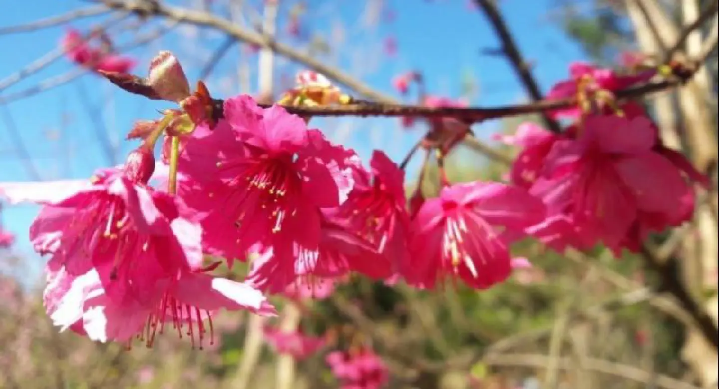 Chiang Mai cherry trees blossom for New Year Chiang Mai cherry trees blossom for New Year