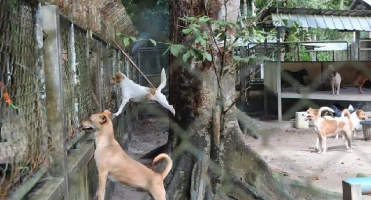 Phuket Governor checks on renovations to stray-dog shelter Phuket Governor checks on renovations to stray-dog shelter