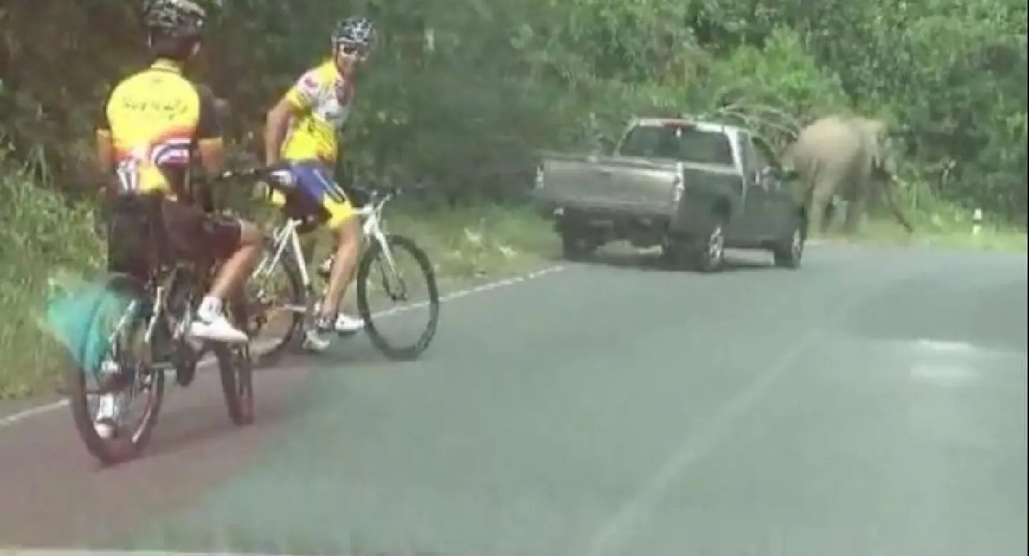 Elephant hit by car in Khao Yai, only dignity hurt Elephant hit by car in Khao Yai, only dignity hurt