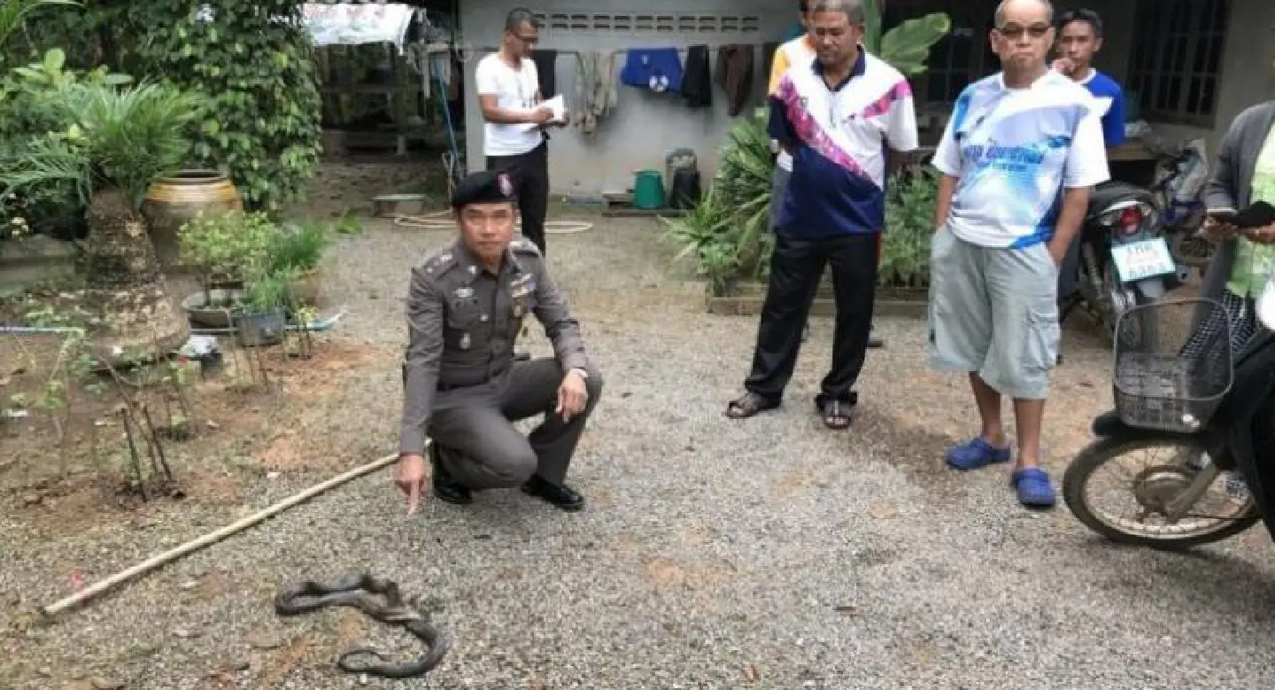 Girl, 9, fatally bitten by cobra Girl, 9, fatally bitten by cobra