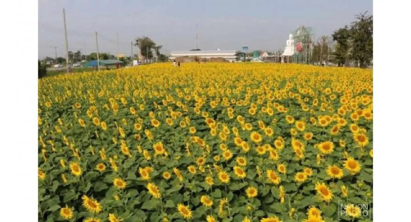 Sunflowers in full glory at Nakhon Pathom temple