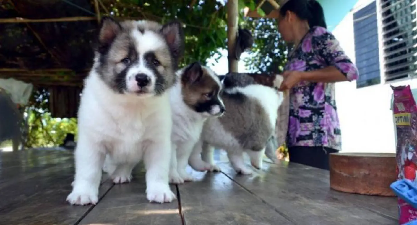 Prayut pleads ignorance in ‘puppy-gate’ Prayut pleads ignorance in ‘puppy-gate’