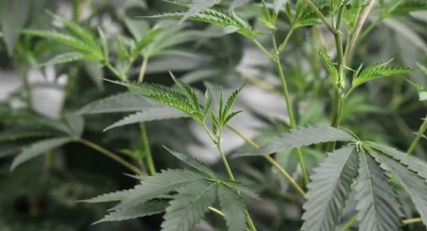 Trump marijuana policy reversal stokes fears in pot firms, users Trump marijuana policy reversal stokes fears in pot firms, users
