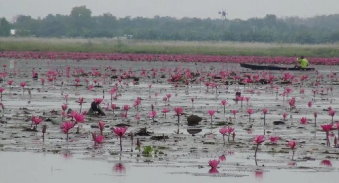 Lotus blooms lure tourists to Nong Khai Lotus blooms lure tourists to Nong Khai