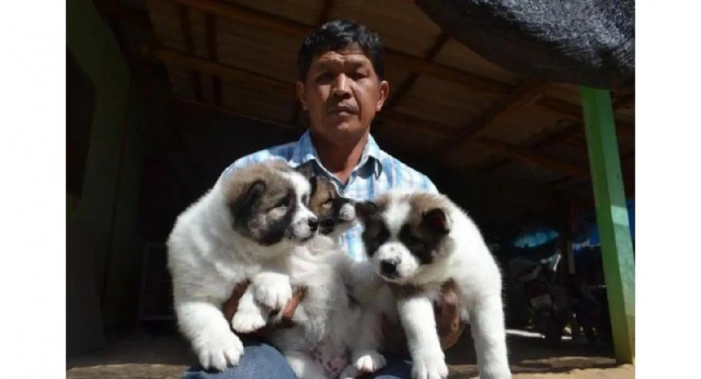 Prayut’s puppies stir talk of increasing Bt3,000 anti-graft limit Prayut’s puppies stir talk of increasing Bt3,000 anti-graft limit