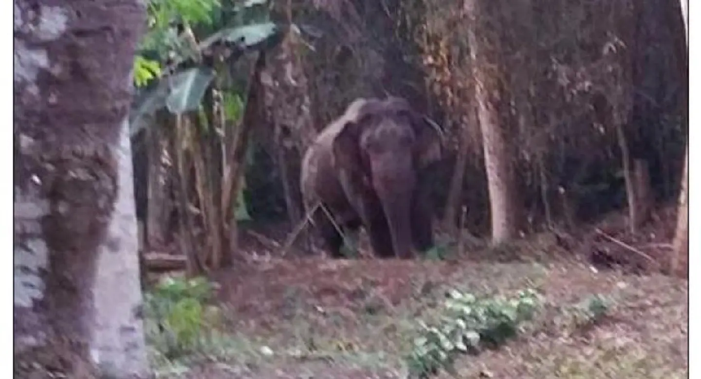 Rogue elephant off on another Cambodian jaunt