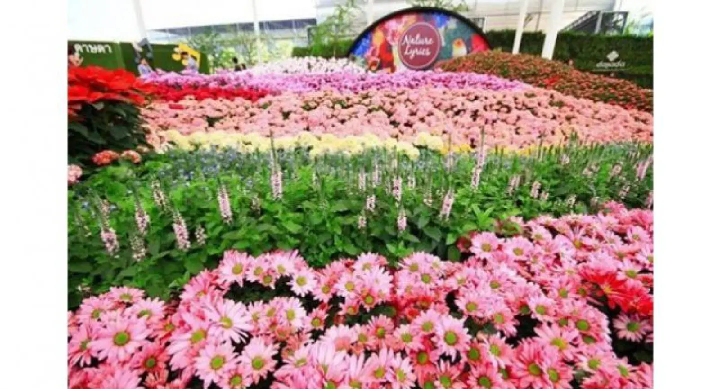 Dasada flower festival gets buzzing Dasada flower festival gets buzzing