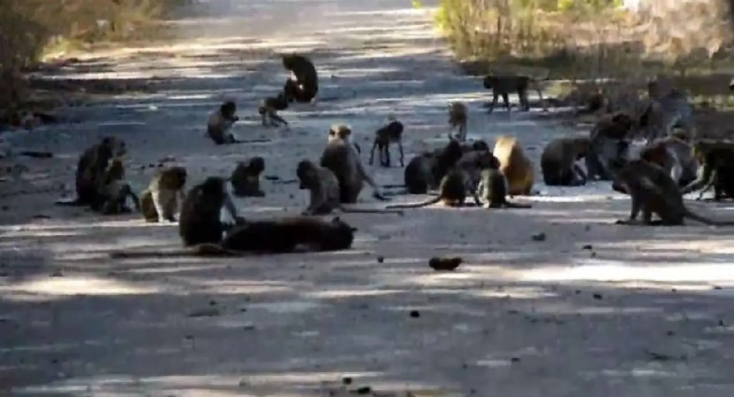Monkeys sunbathe to stay warm in cold Amnart Charoen weather
