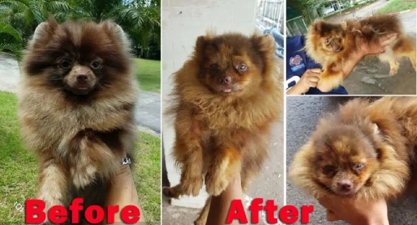 Dog owner claims Pomeranian was injected with chemical Dog owner claims Pomeranian was injected with chemical
