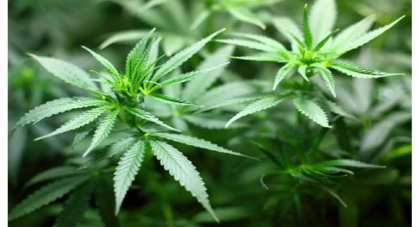 Prayut puts medical marijuana farm on hold Prayut puts medical marijuana farm on hold
