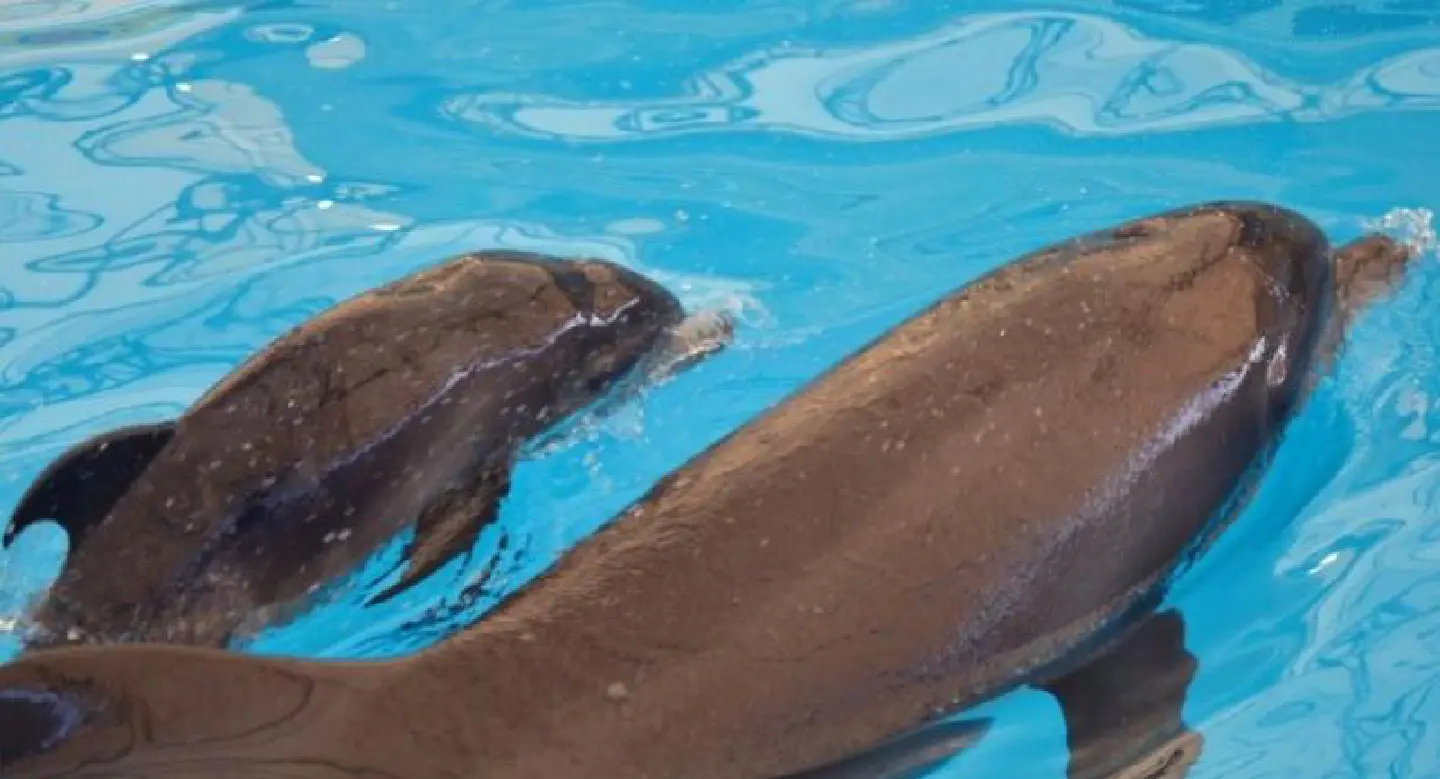 Bottlenose dolphin at Phuket show gives birth