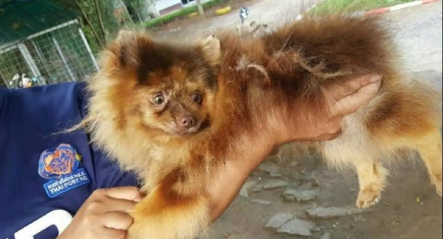 Breeders issue police complaints against doctor over ‘assaulted’ dogs Breeders issue police complaints against doctor over ‘assaulted’ dogs