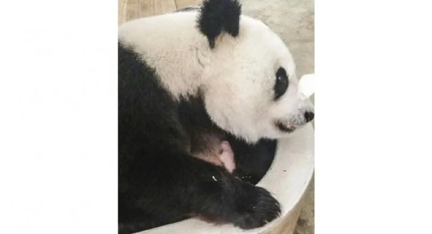 Second giant panda cub born in Malaysia Second giant panda cub born in Malaysia
