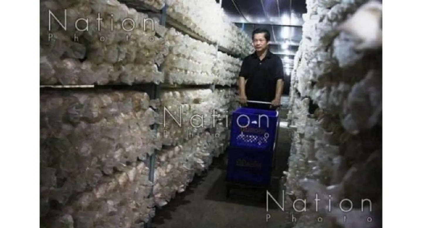 Grower tastes success after mushroom farm revamp Grower tastes success after mushroom farm revamp