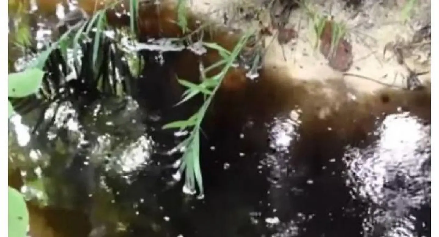 Palm oil factory ordered to close after waste spill Palm oil factory ordered to close after waste spill