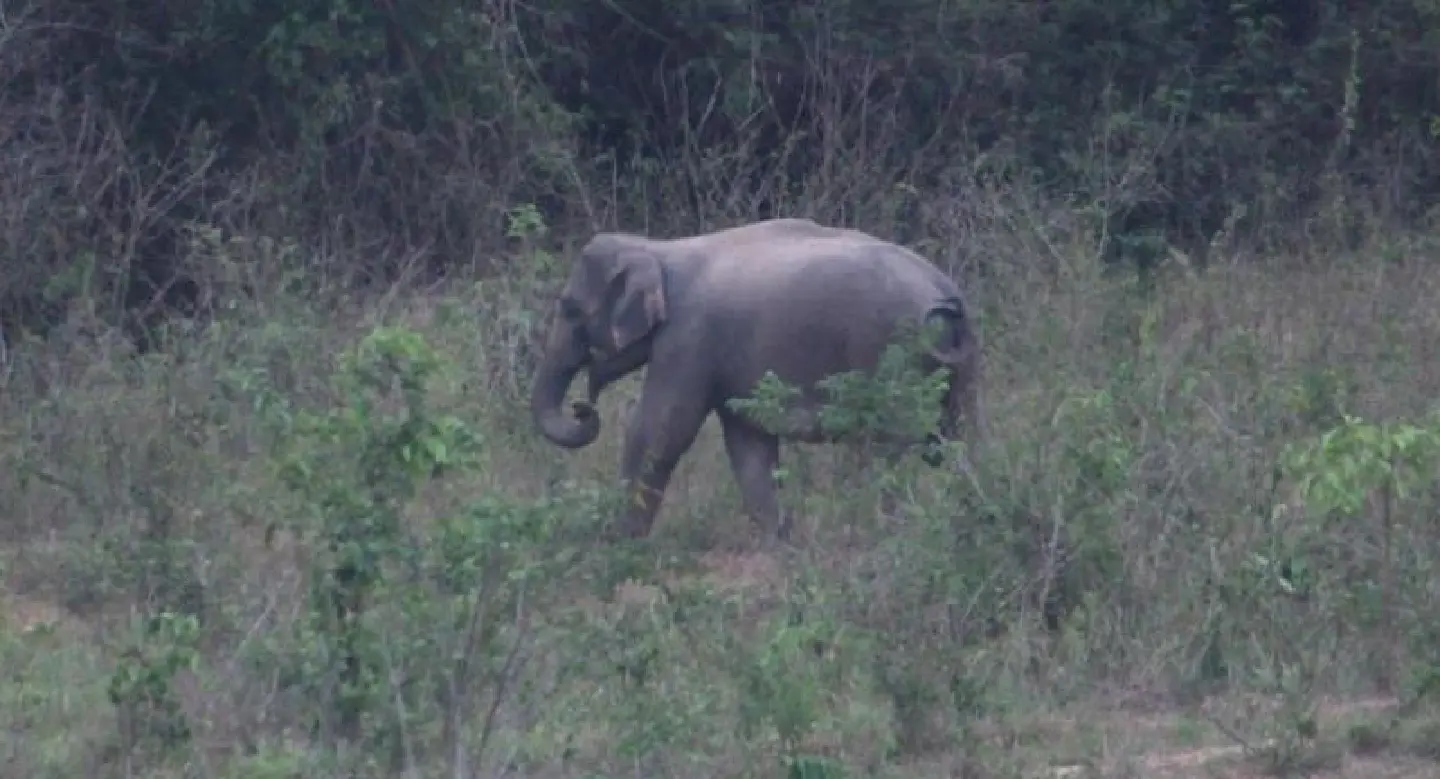 National park to get elephant surveillance system National park to get elephant surveillance system