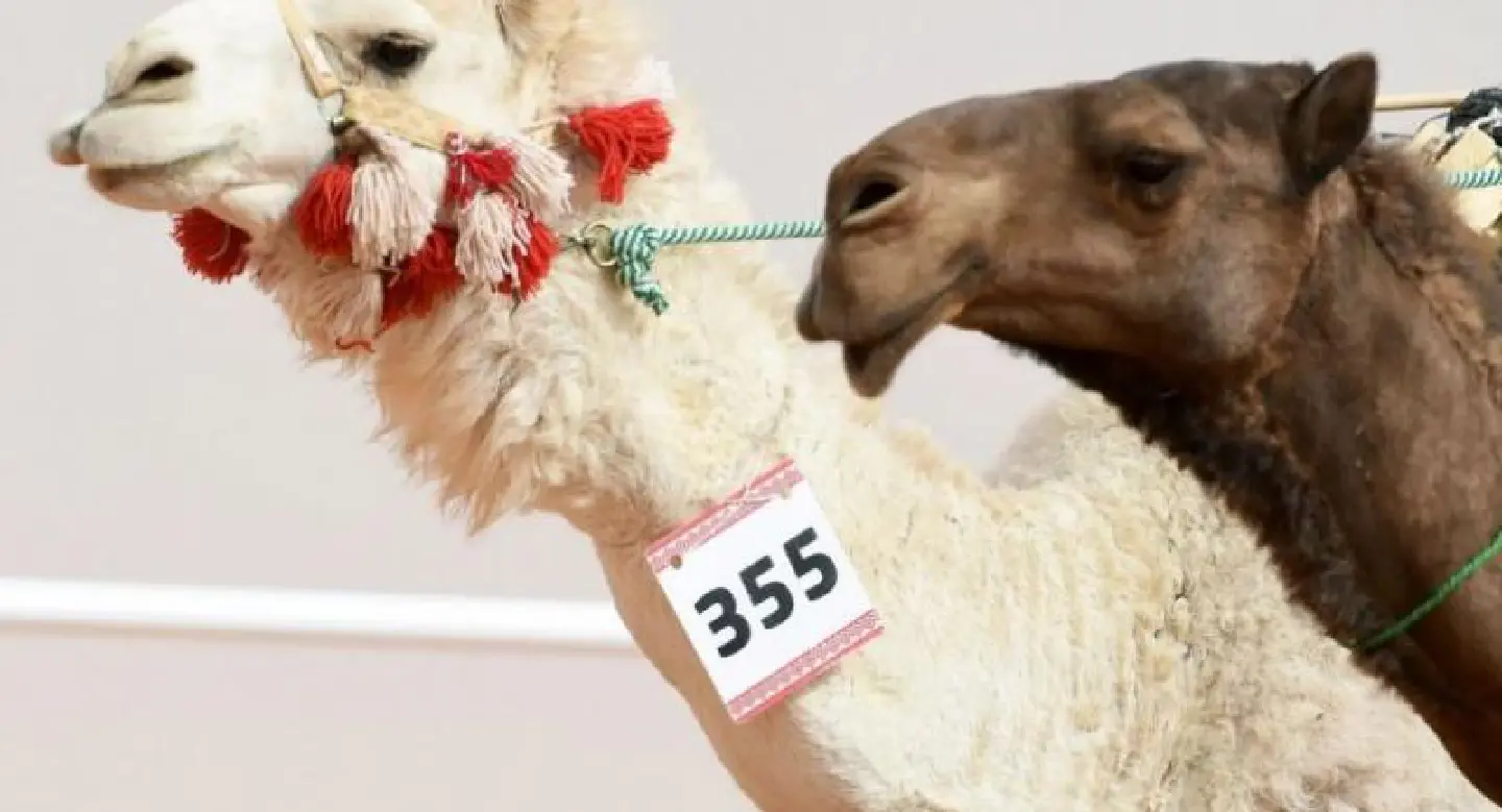 Camels left pouting as Saudis ban botox at beauty pageant Camels left pouting as Saudis ban botox at beauty pageant