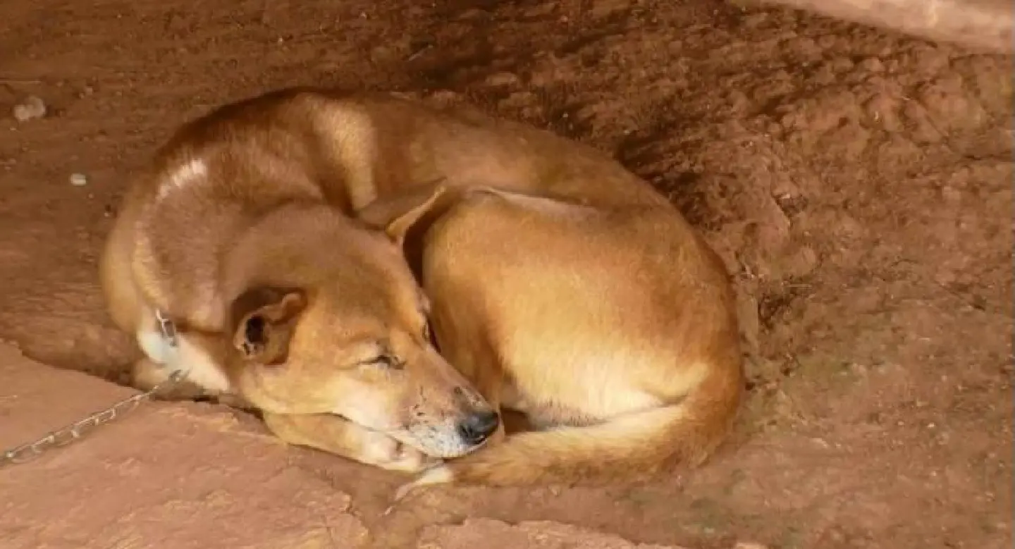 Livestock Department chief describes pet cull as ‘mercy killings' Livestock Department chief describes pet cull as ‘mercy killings'