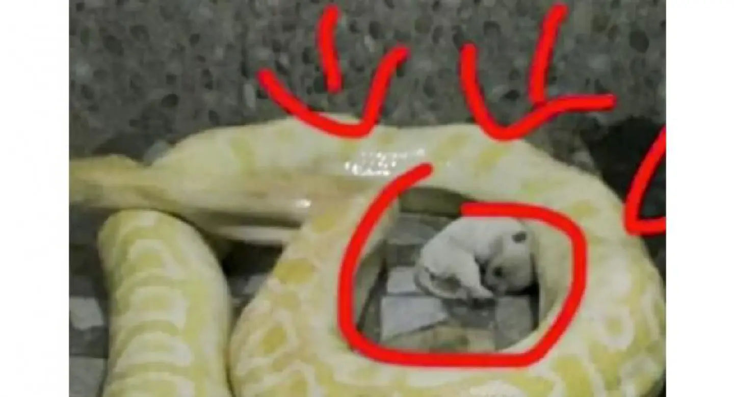 Chinese zoo stops feeding live puppies to pythons Chinese zoo stops feeding live puppies to pythons