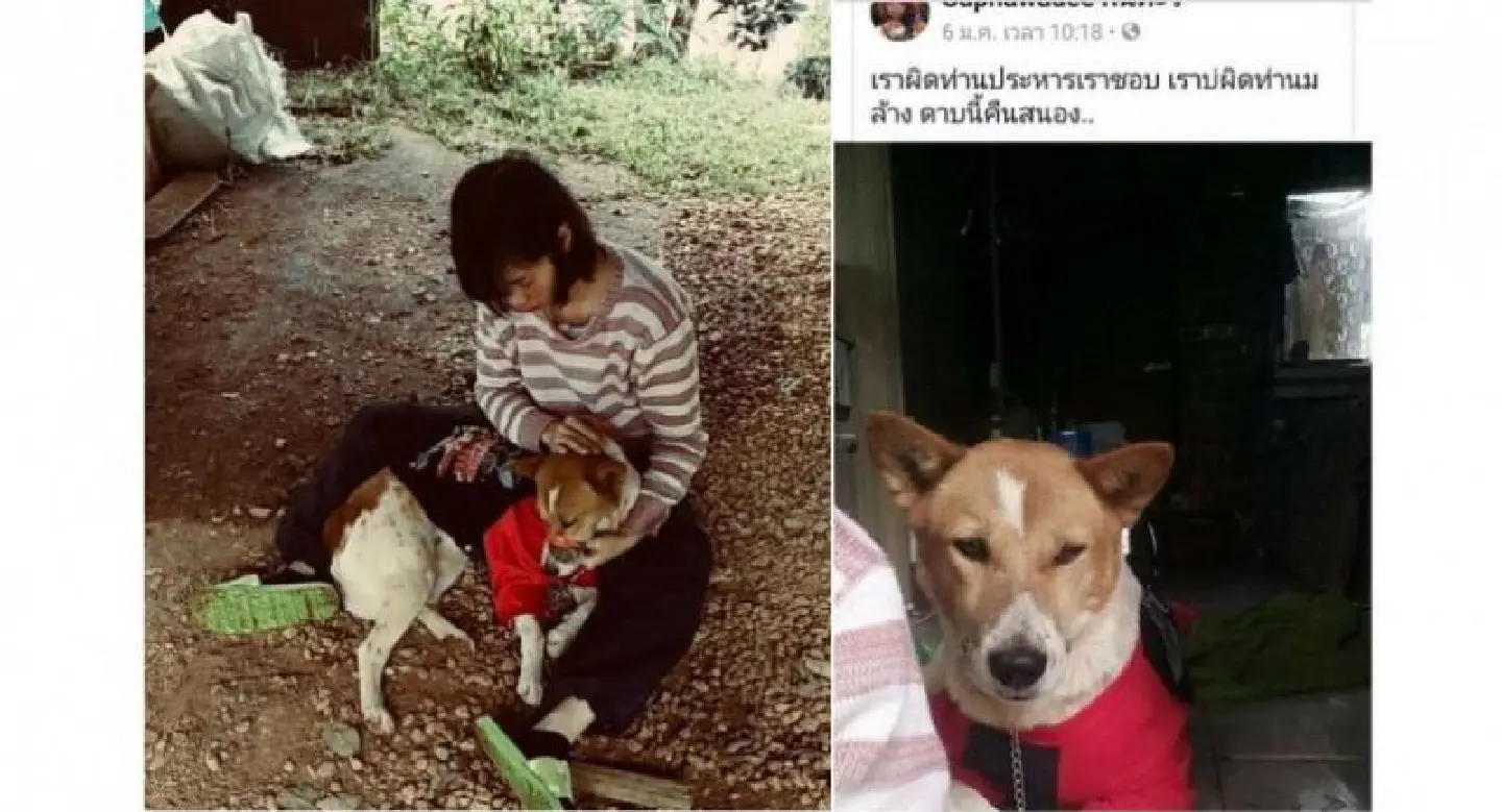 Campaign launched to demand justice over 200 pet dogs, cats culled in Chiang Rai Campaign launched to demand justice over 200 pet dogs, cats culled in Chiang Rai
