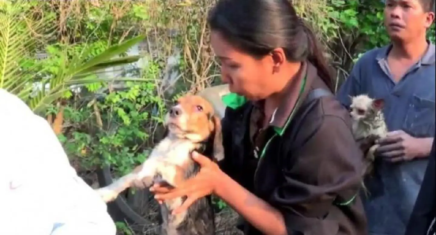 Caged dogs killed in fire Caged dogs killed in fire