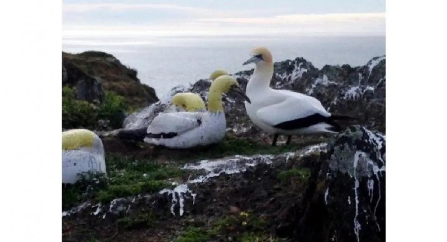'World's loneliest bird' Nigel dies in New Zealand 'World's loneliest bird' Nigel dies in New Zealand