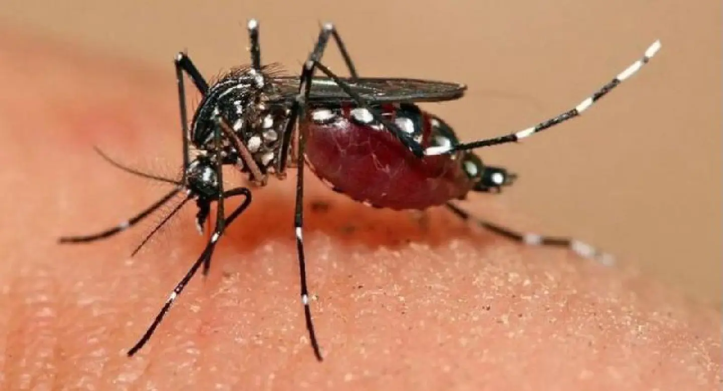 Stay on alert for dengue, doctors warn Stay on alert for dengue, doctors warn