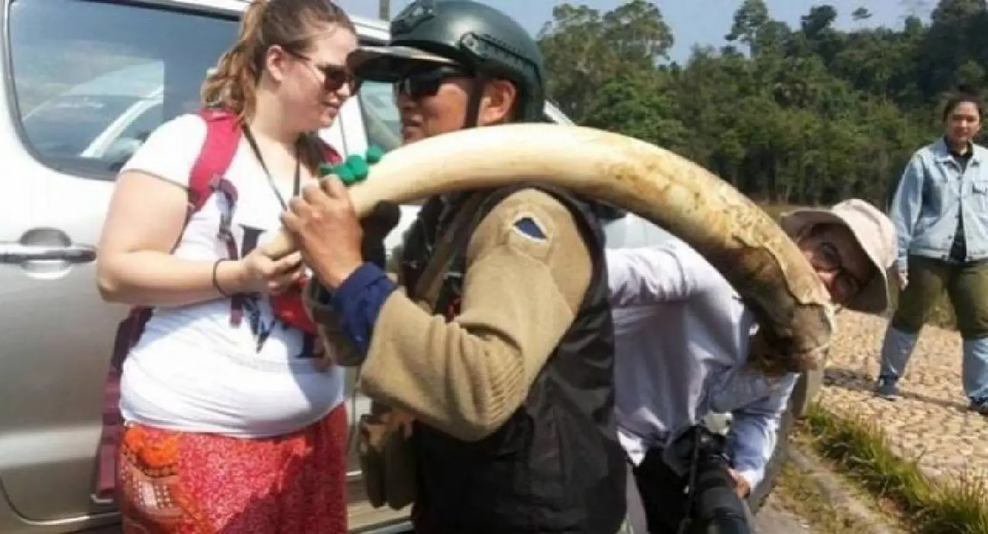 Tusk lost, eye blackened in Khao Yai elephant showdown Tusk lost, eye blackened in Khao Yai elephant showdown