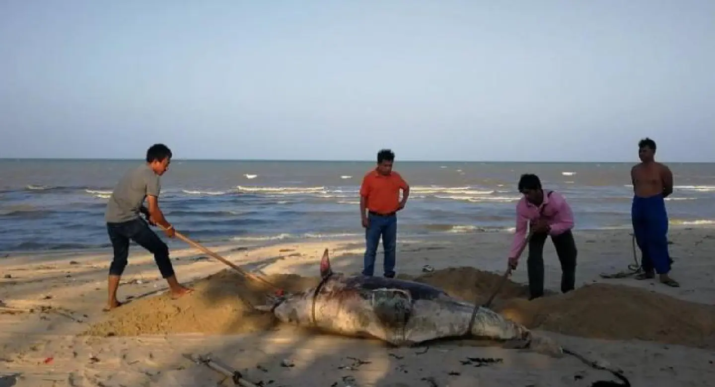 Bottlenose dolphin washes ashore in Surat Thani, third rare sea mammal this year