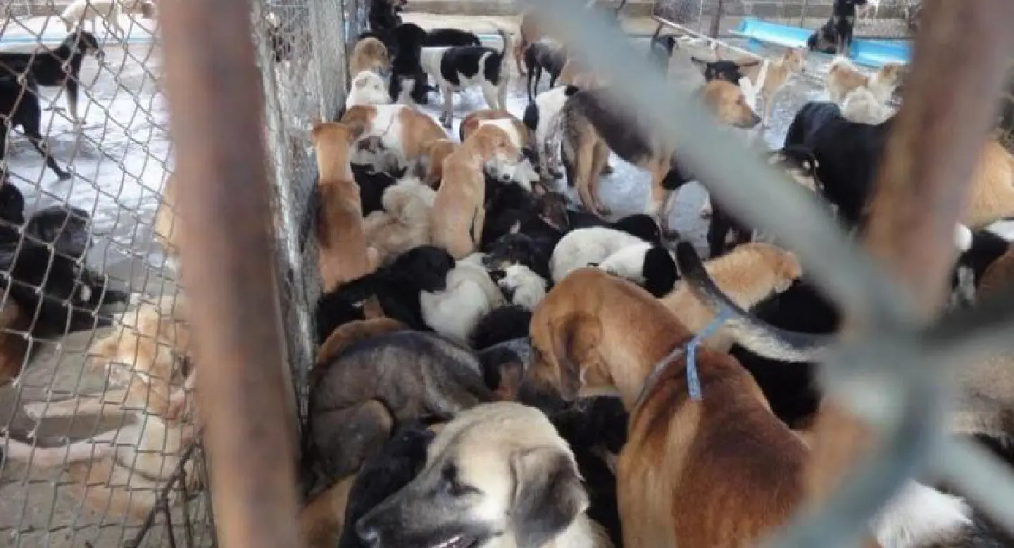 Seek help for all animal bites or scratches, as rabies cases increase Seek help for all animal bites or scratches, as rabies cases increase