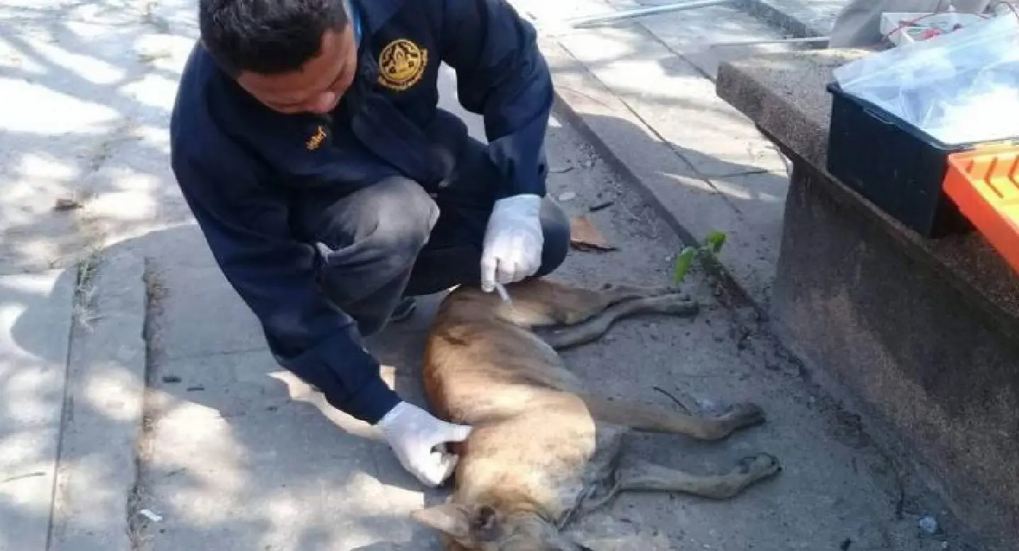 Rabies on the rise, vaccinations urged Rabies on the rise, vaccinations urged