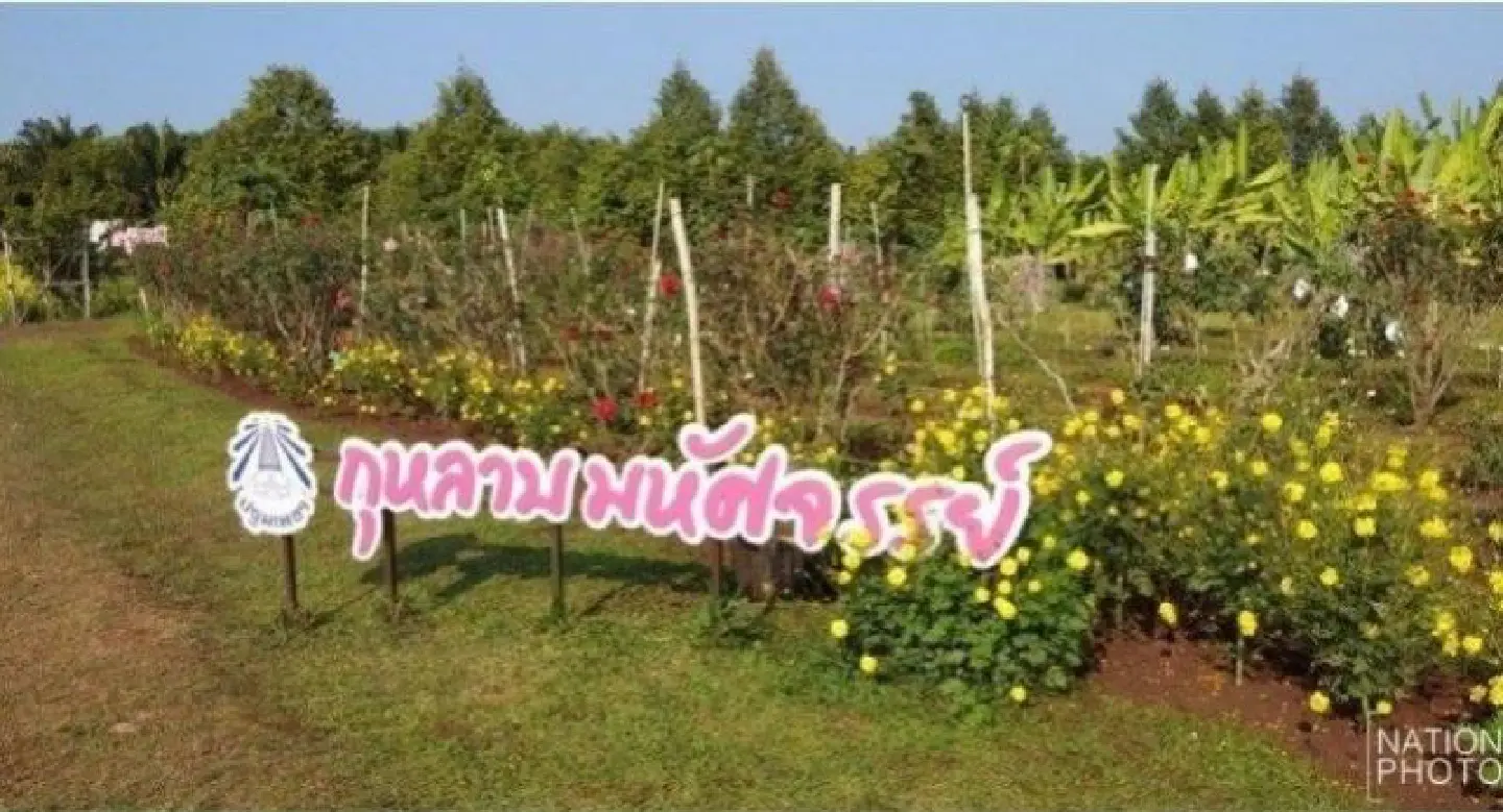 Roses bloom in Tak for 50 loving couples Roses bloom in Tak for 50 loving couples