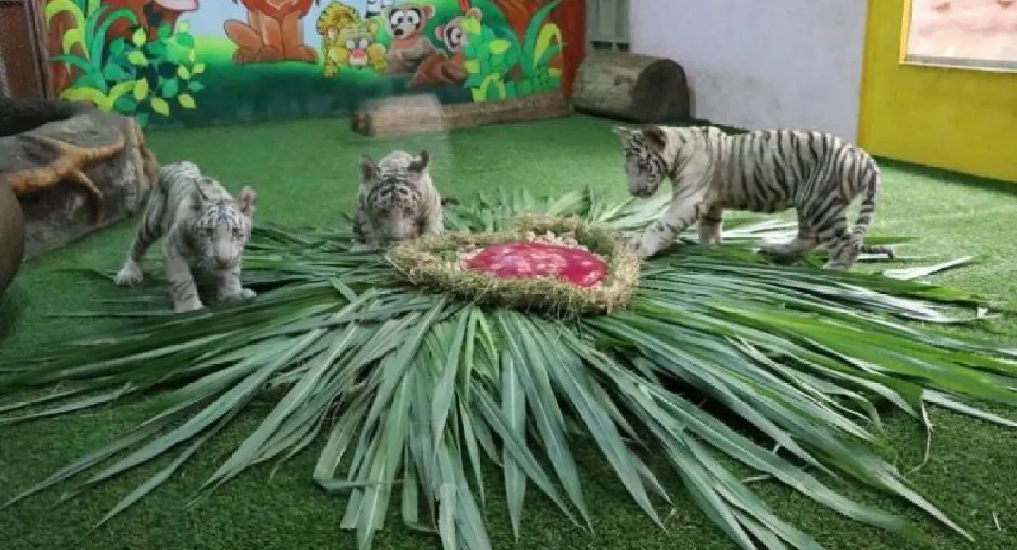 Chiang Mai zoo puts white tiger cubs on display Chiang Mai zoo puts white tiger cubs on display