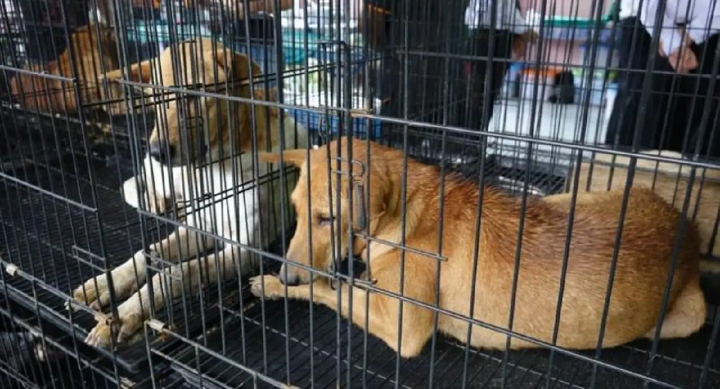 Trang declares rabies-control zones Trang declares rabies-control zones