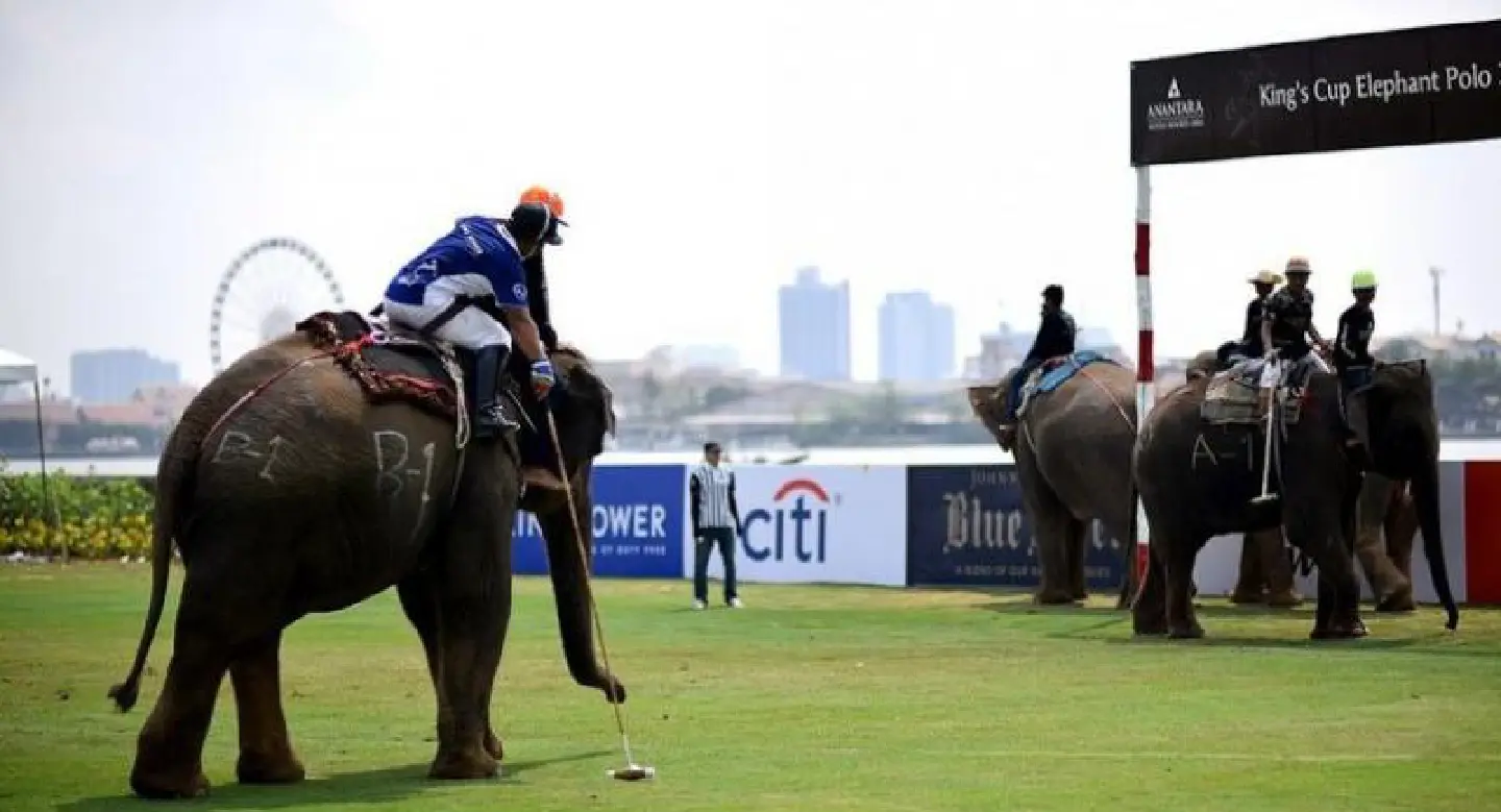 Pachyderms on the pitch Pachyderms on the pitch