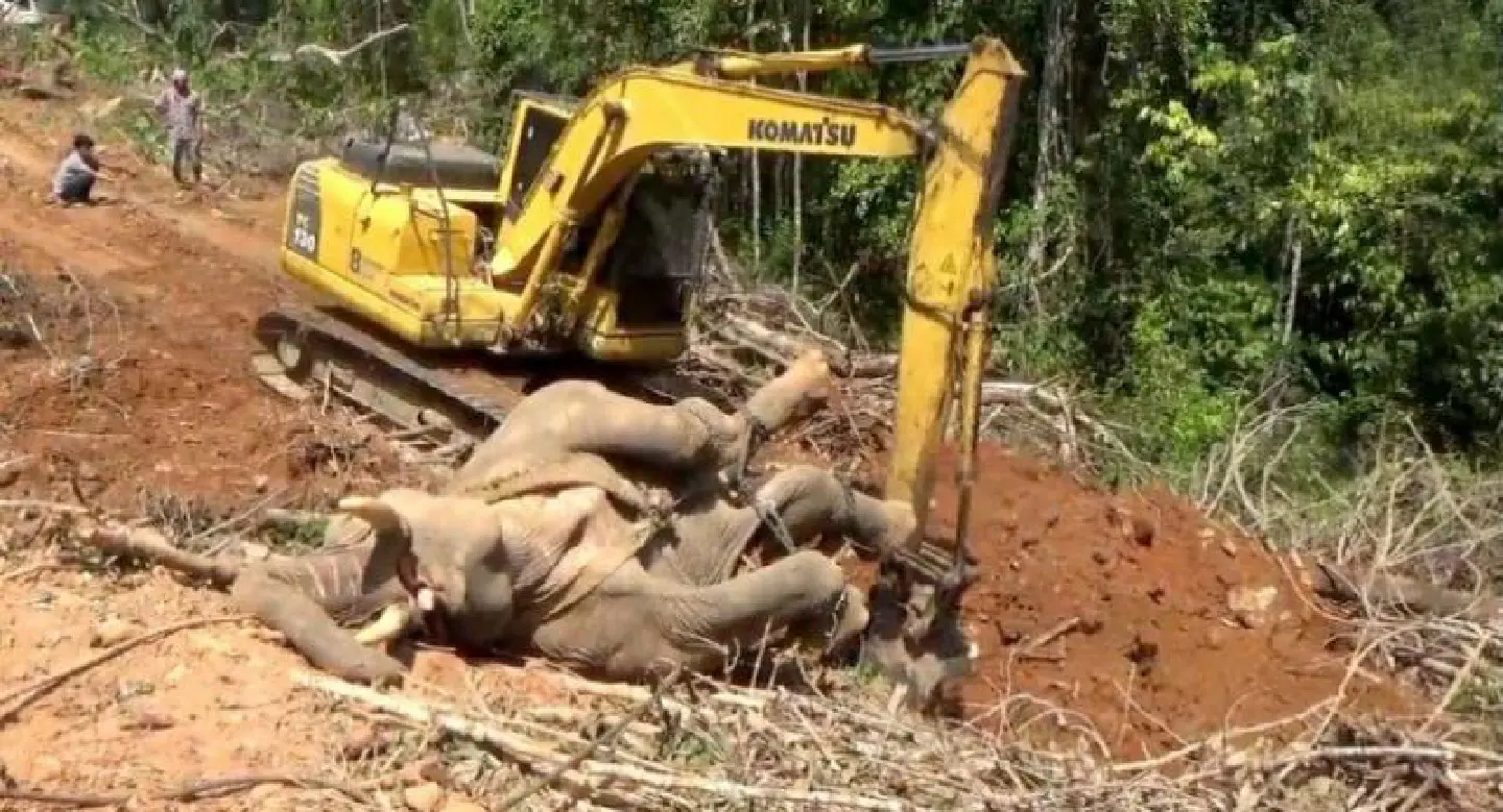 Elephant dies under scorching sun in Trang Elephant dies under scorching sun in Trang