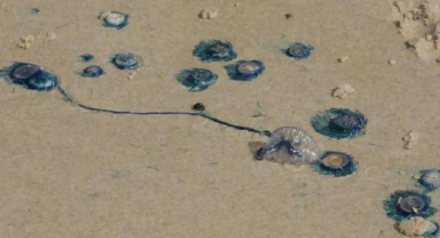 ‘No need for panic’ over Songkhla jellyfish attacks